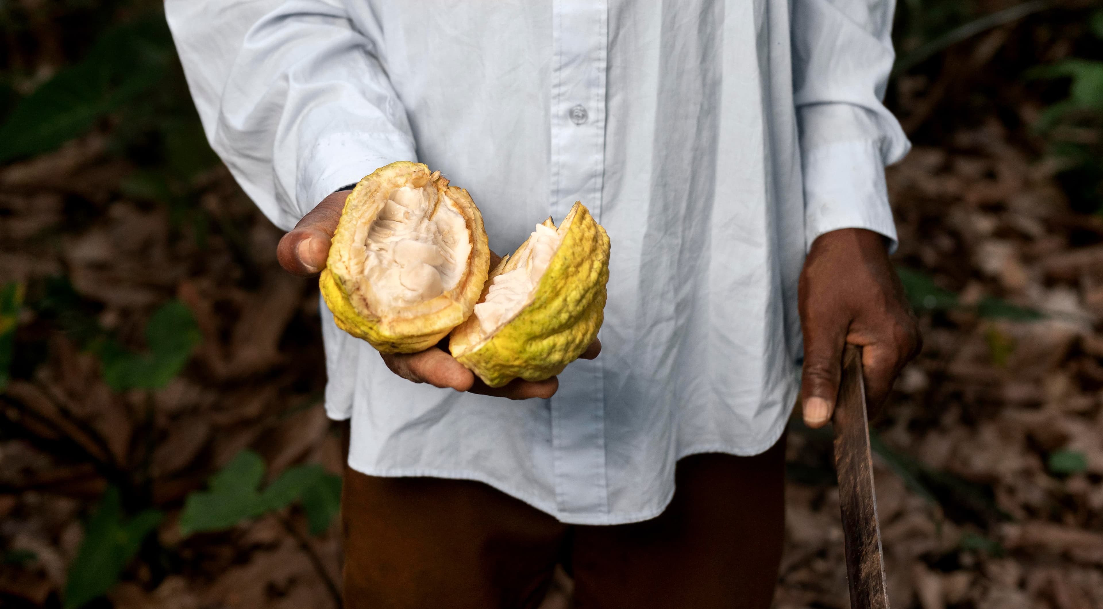 Demystifying the Cocoa Sector in Ghana & Côte d'Ivoire